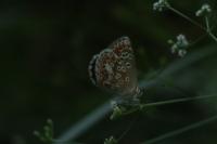 Polyommatus icarus