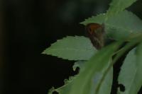 Pyronia tithonus