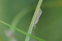 Agriphila inquinatella