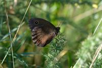 Minois dryas
