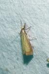 Chrysoteuchia culmella