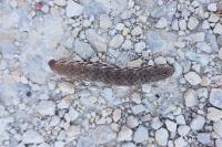 Proserpinus proserpina