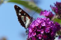 Limenitis reducta