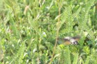 Macroglossum stellatarum