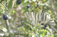 Iphiclides podalirius