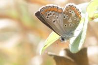 Aricia agestis