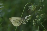 Pieris napi