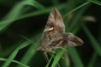 Autographa gamma