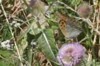 Argynnis paphia
