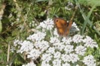 Pyronia tithonus