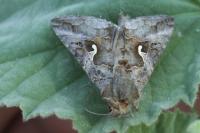 Autographa gamma