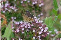 Lycaena tityrus