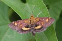 Pyrausta aurata