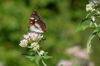 Limenitis reducta