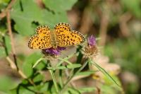 Boloria selene