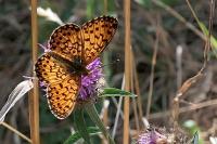 Boloria selene