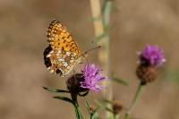 Boloria selene