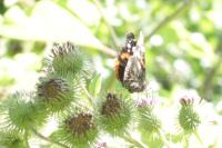Vanessa atalanta
