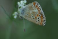 Aricia agestis
