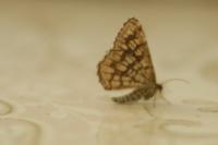 Chiasmia clathrata