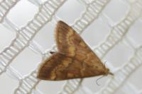 Ostrinia nubilalis