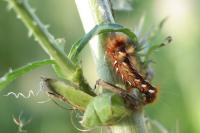 Acronicta rumicis