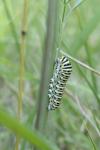 Papilio machaon