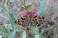 Carcharodus alceae