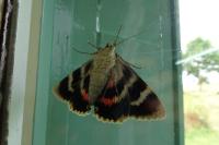 Catocala elocata