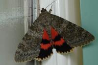 Catocala elocata