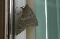 Catocala elocata