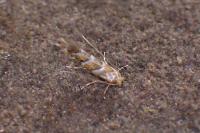 Cameraria ohridella
