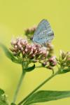 Celastrina argiolus