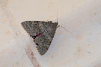 Catocala elocata