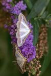 Cydalima perspectalis