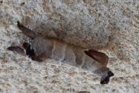 Clostera curtula
