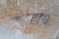 Calliteara pudibunda