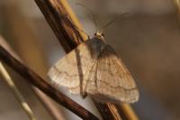 Idaea aversata