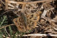 Carcharodus alceae