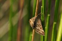 Pyrausta despicata