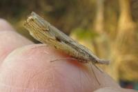 Agriphila inquinatella