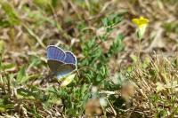 Plebejus argyrognomon