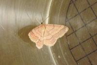 Scopula rubiginata