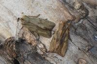 Lithophane socia