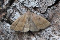 Polypogon plumigeralis