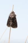 Thalpophila matura