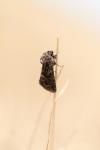 Thalpophila matura