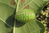 Apoda limacodes