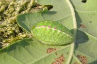 Apoda limacodes