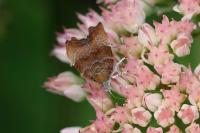 Choreutis nemorana